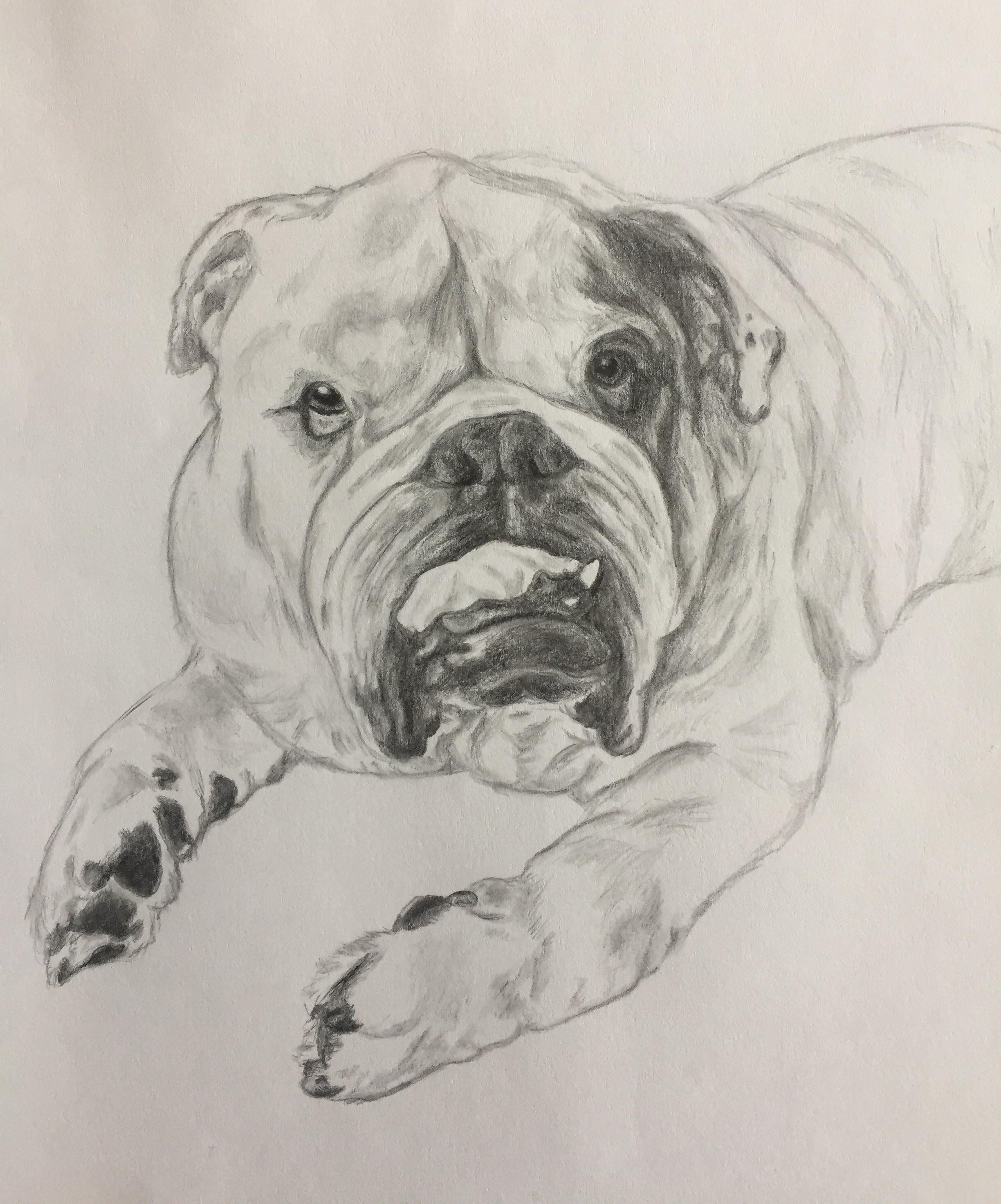 Pencil drawing of a bulldog with his tongue out